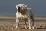 BOULEDOGUE AMERICAIN 117